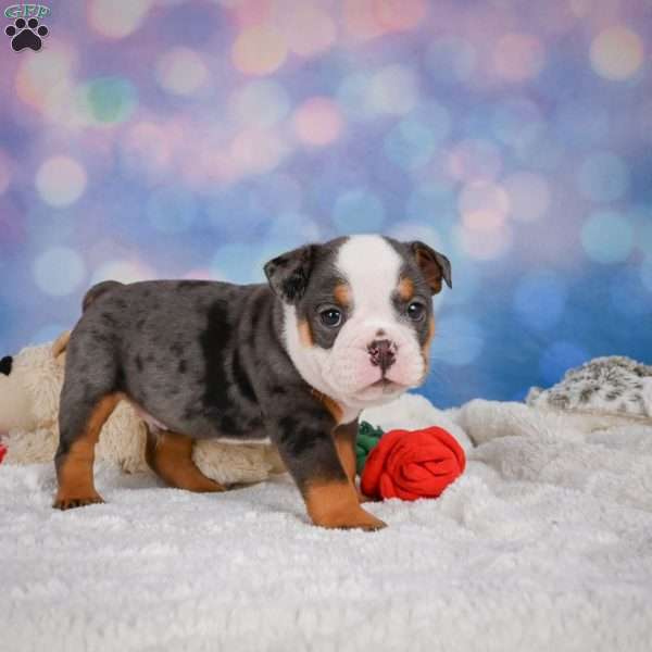 Bruno, Miniature Bulldog Puppy